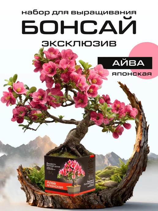 ЭкоКлуб Набор для выращивания растений бонсай Айва Японская, вариант