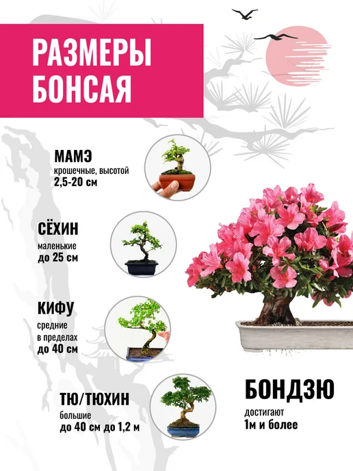 ЭкоКлуб Набор для выращивания растений бонсай Айва Японская, вариант, фото 4