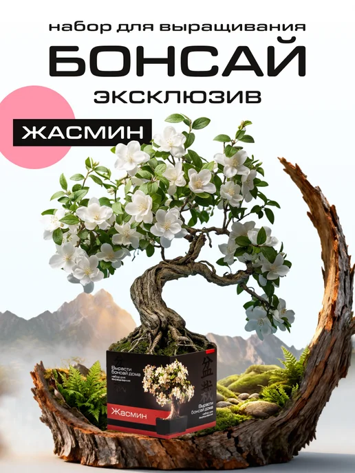 ЭкоКлуб Набор для выращивания растений бонсай Жасмин, вариант