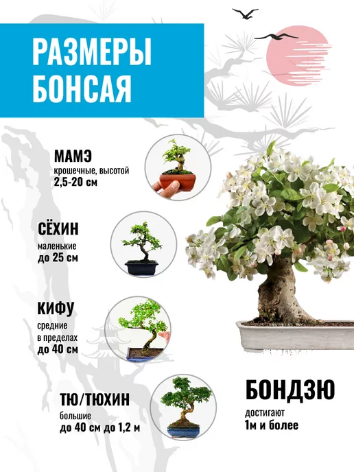 ЭкоКлуб Набор для выращивания растений бонсай Жасмин, вариант, фото 4