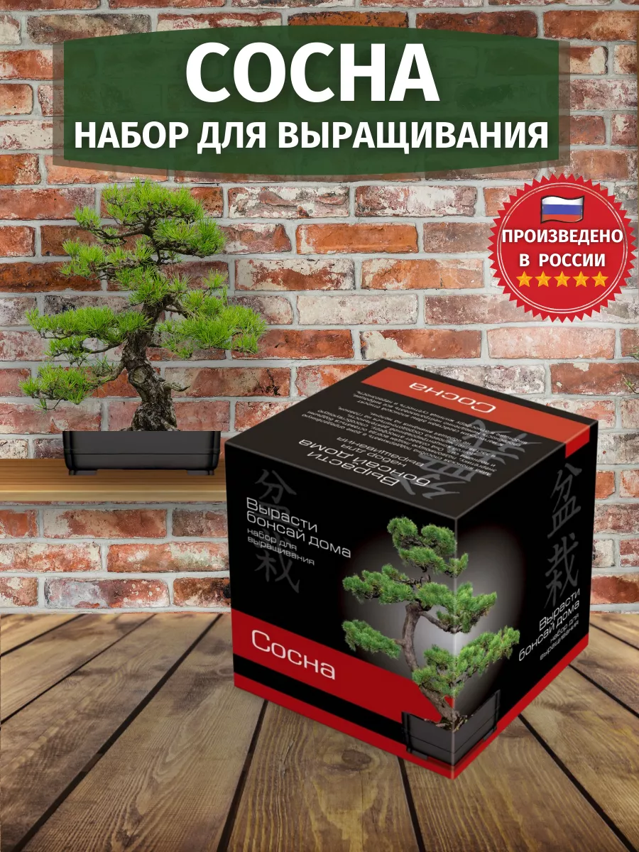 Набор для выращивания растений бонсай Сосна ЭкоКлуб 10128483 купить за  716 ₽ в интернет-магазине Wildberries