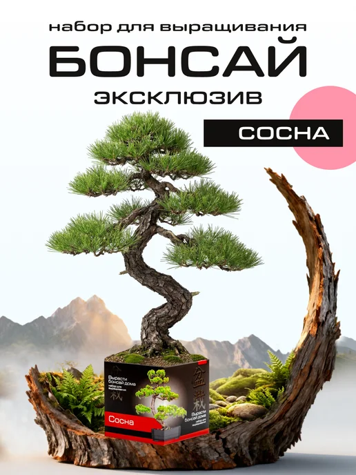 ЭкоКлуб Набор для выращивания растений бонсай Сосна, вариант