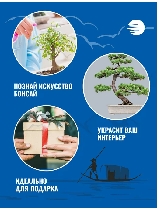 ЭкоКлуб Набор для выращивания растений бонсай Сосна, вариант, фото 3