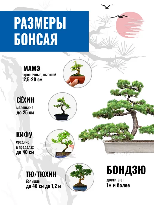 ЭкоКлуб Набор для выращивания растений бонсай Сосна, вариант, фото 4