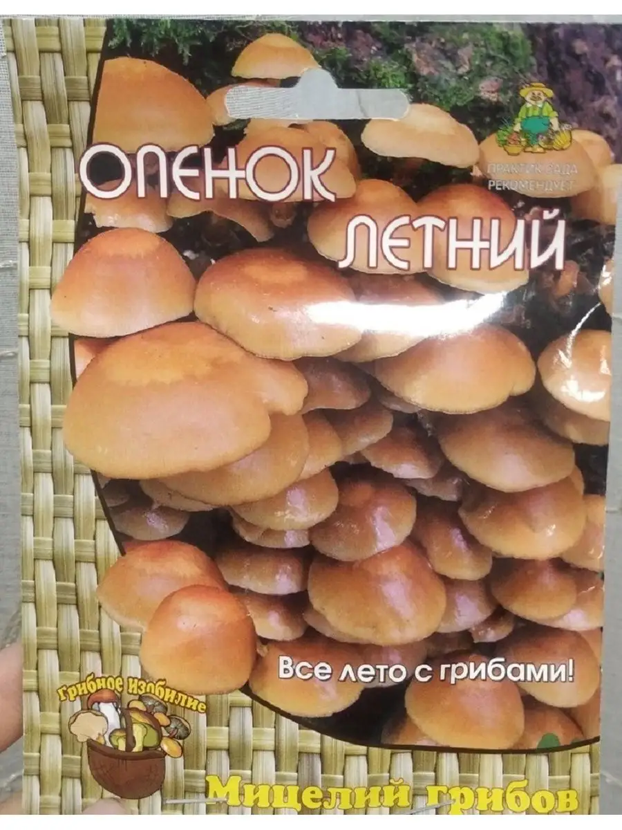 Опёнок летний