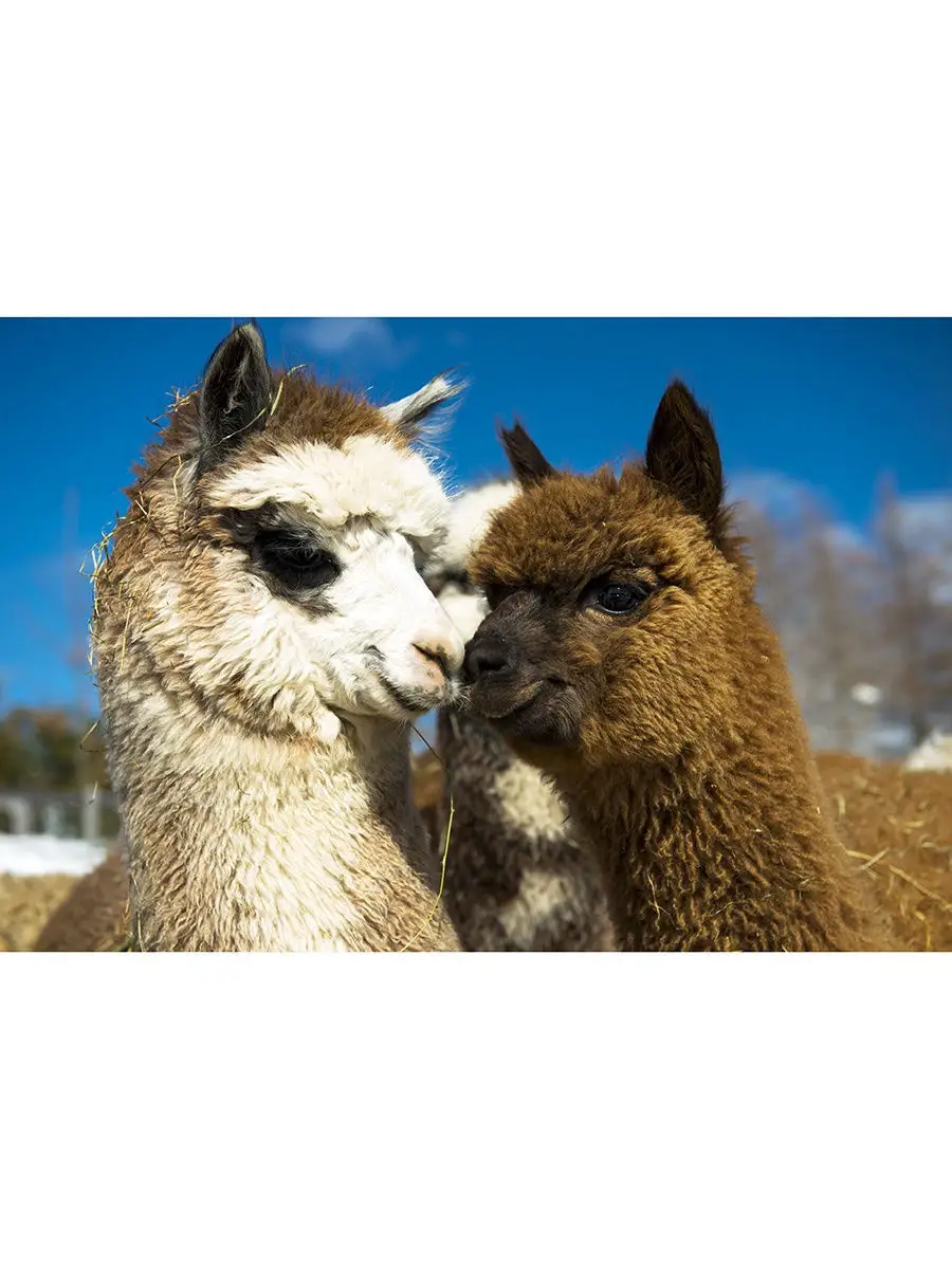 Лама морда. Альпака мозоленогие. Лама гуанако. Южноамериканская лама. Лама фото.