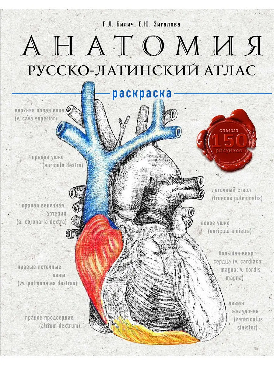 Анатомия: русско-латинский атлас-раскраска Эксмо 10651494 купить в  интернет-магазине Wildberries