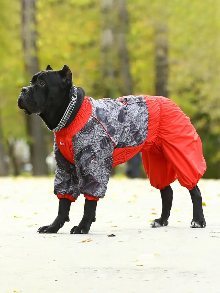 Гламурная одежда для собак - Dog Glamour. Одежда для чихуахуа в большом ассортименте.