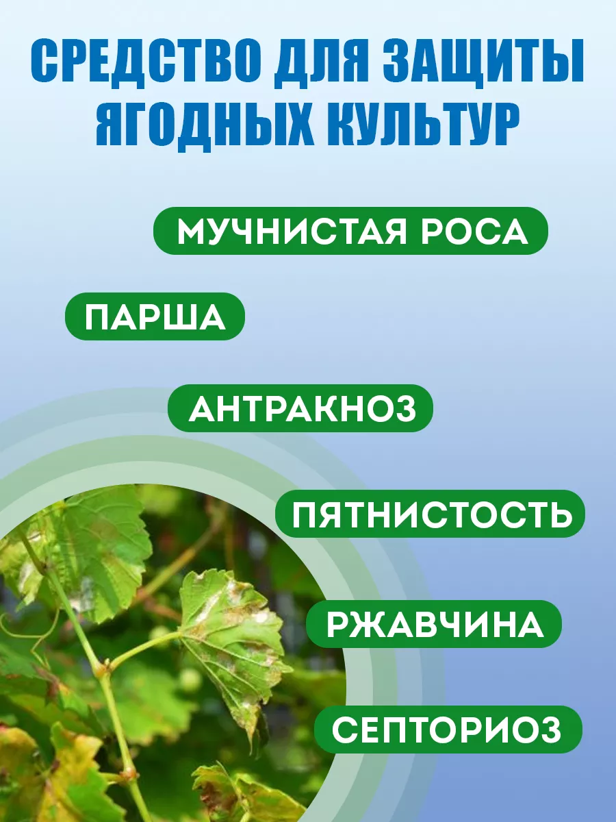 Средство от мучнистой росы Прогноз, 5мл Грин Бэлт 11063708 купить за 147 ₽  в интернет-магазине Wildberries