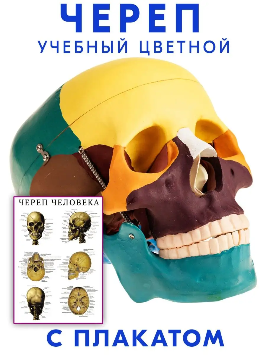 Как подготовить модель черепа человека из компьютерной томографии для печати?