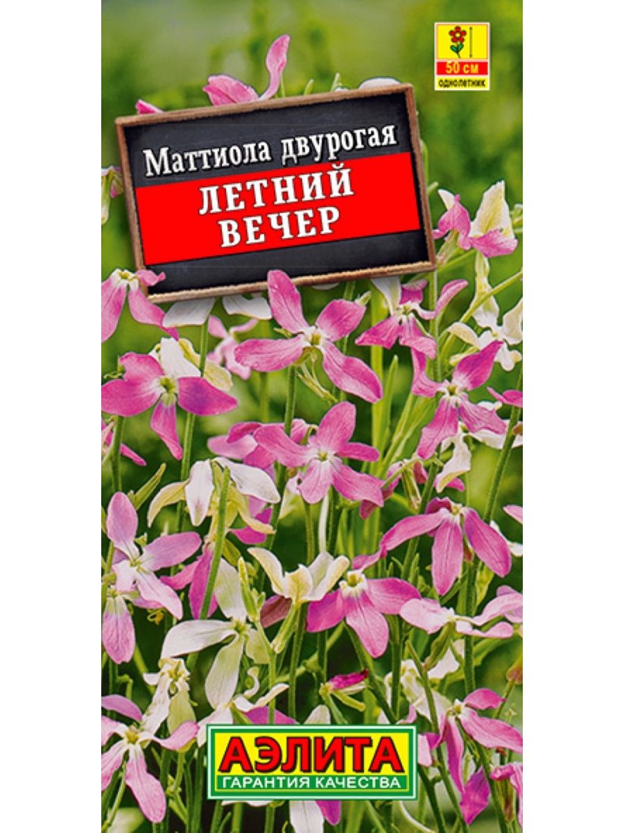 Маттиола вечерний аромат картинки