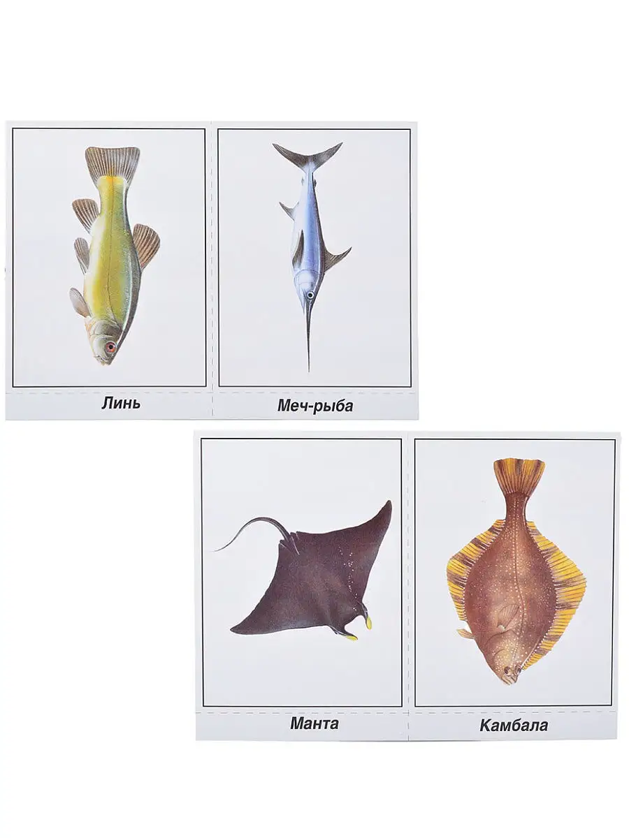 Настольная игра Рыбы морские и пресноводные Бурдина С.В. 11781431 купить в  интернет-магазине Wildberries