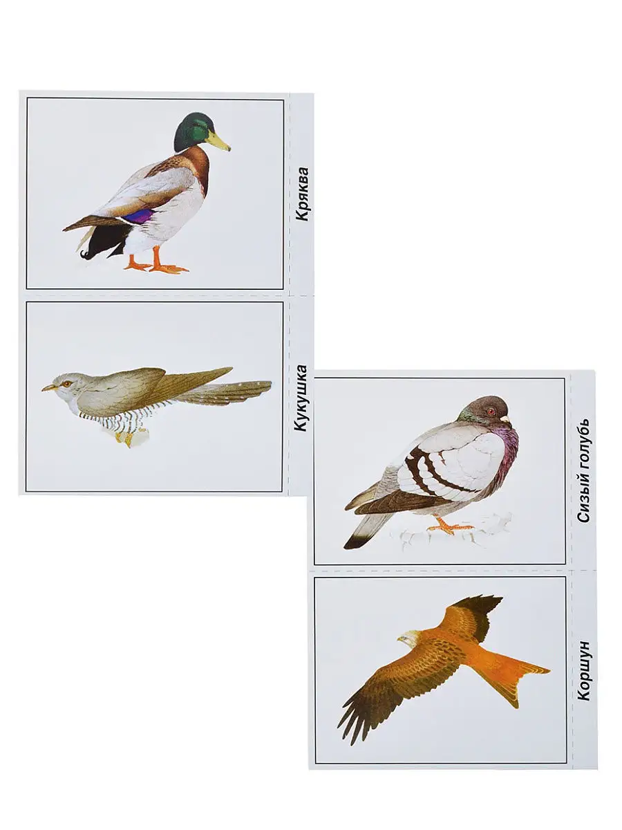 Настольная игра Птицы нашей страны Бурдина С.В. 11781435 купить за 308 ₽ в  интернет-магазине Wildberries