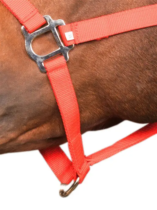 Sweethorse Недоуздок для лошади и пони, вариант, фото 2