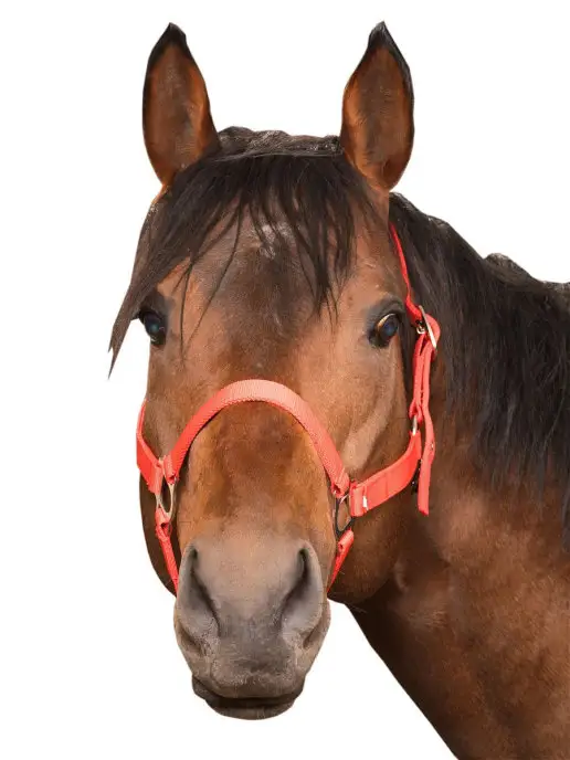 Sweethorse Недоуздок для лошади и пони, вариант, фото 3