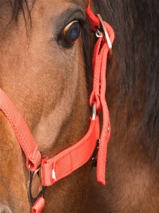 Sweethorse Недоуздок для лошади и пони, вариант, фото 4