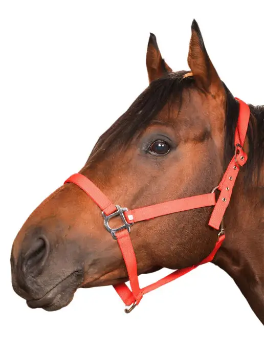 Sweethorse Недоуздок для лошади и пони, вариант, фото 6