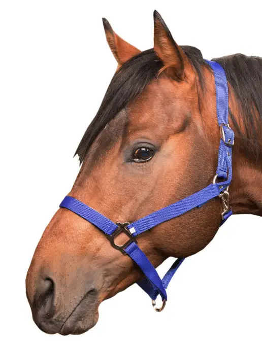 Sweethorse Недоуздок для лошади и пони, вариант, фото 5