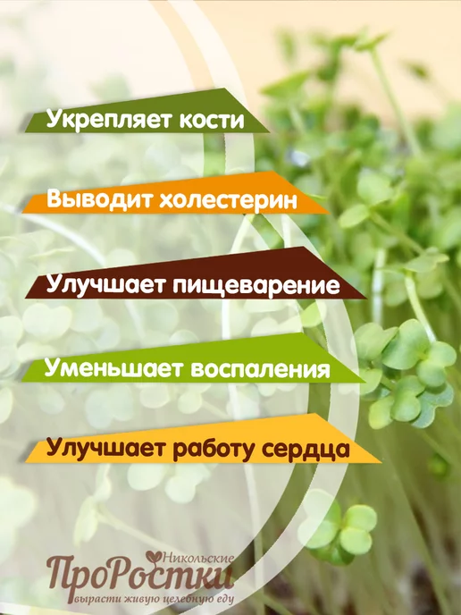 Никольские ПроРостки Семена брокколи рапини для микрозелени 100 г, 100 г, фото 2