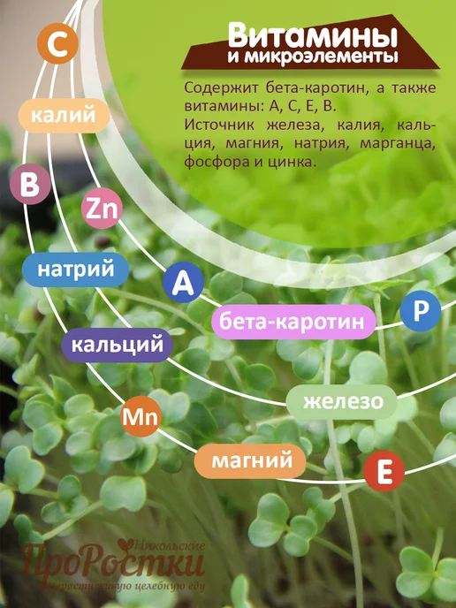 Никольские ПроРостки Семена брокколи рапини для микрозелени 100 г, 100 г, фото 3