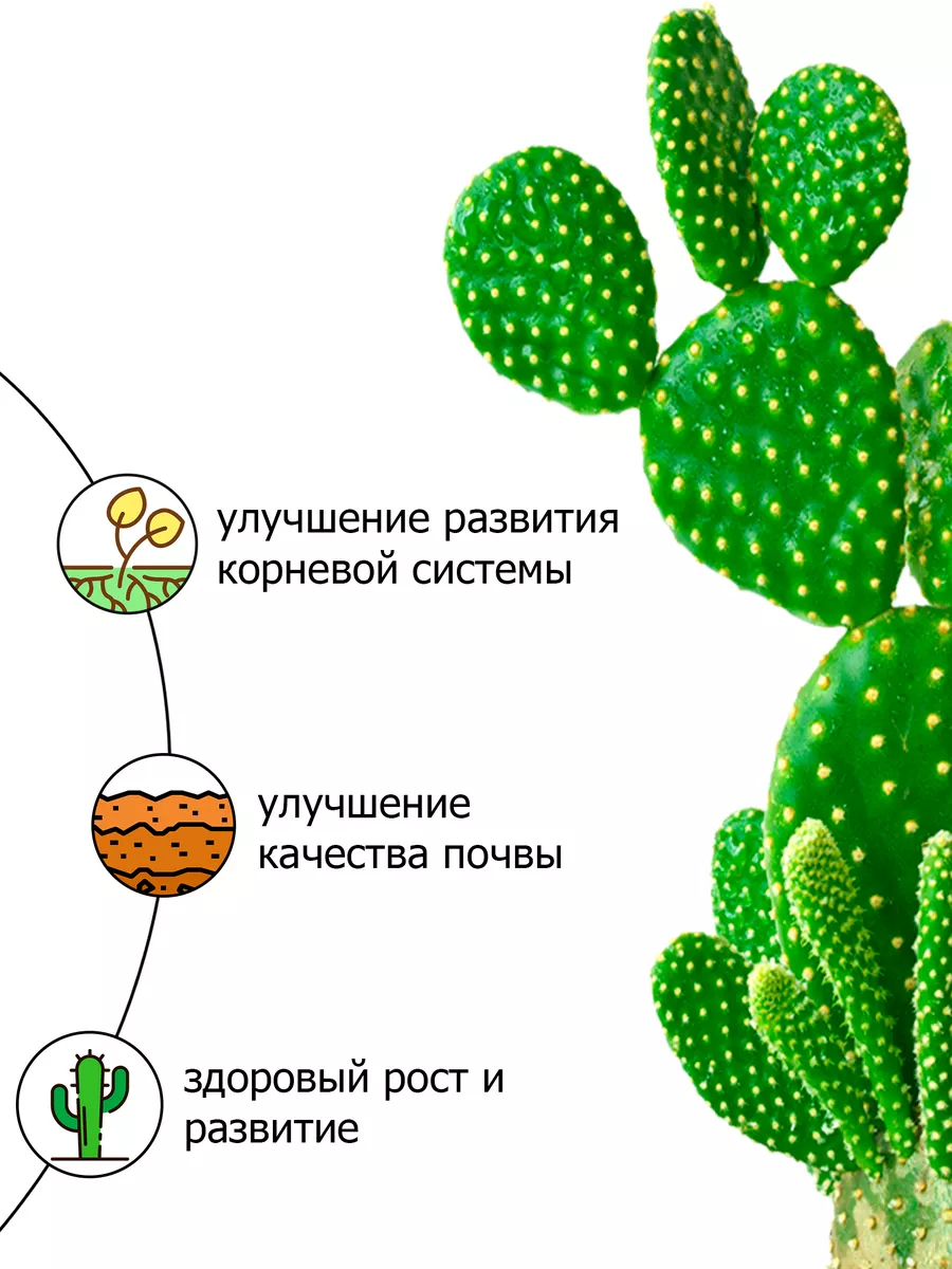 Теплицы для кактусов - красивые фото