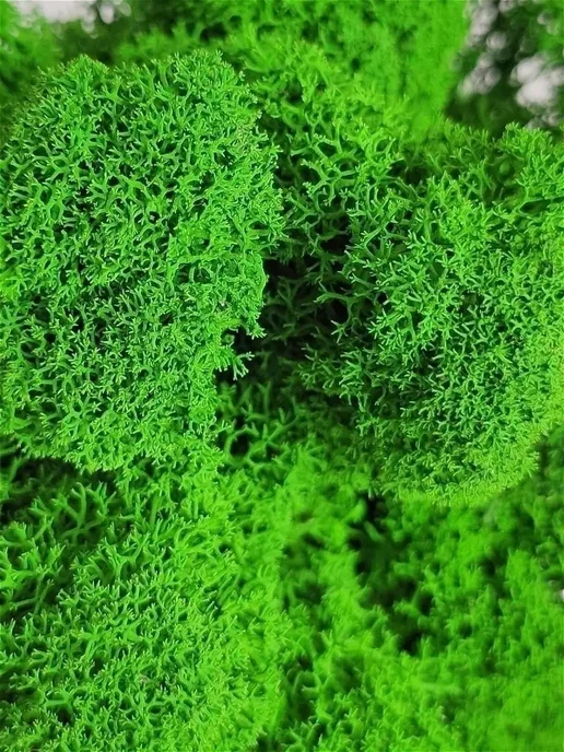 Magia Leggera Мох стабилизированный для кашпо и озеленения, вариант, фото 6