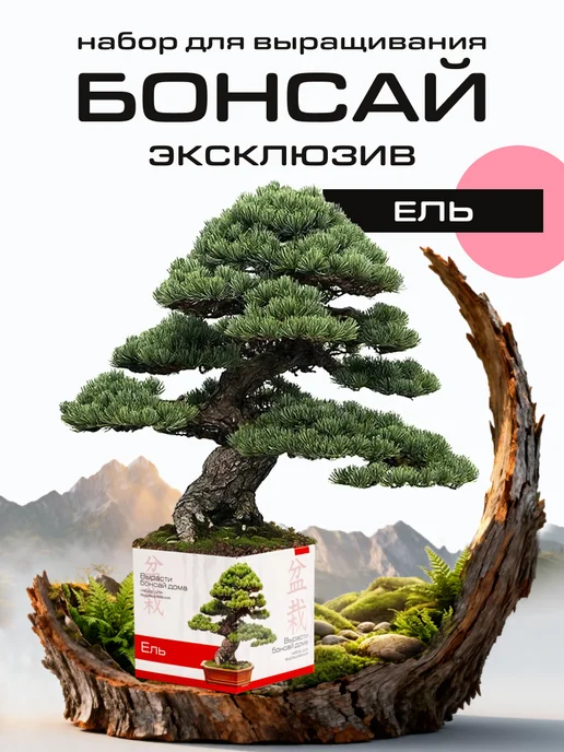 ЭкоКлуб Набор для выращивания растений бонсай Ель, вариант