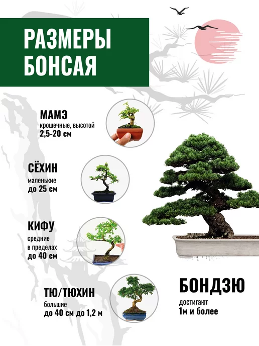 ЭкоКлуб Набор для выращивания растений бонсай Ель, вариант, фото 4