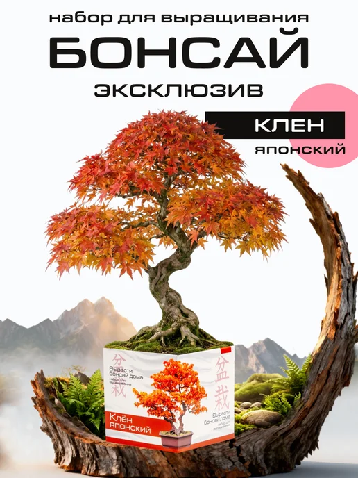 ЭкоКлуб Набор для выращивания растений бонсай Клён японский, вариант