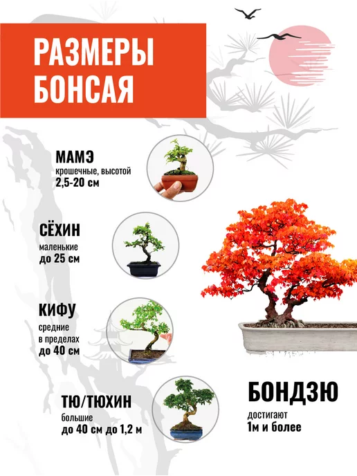 ЭкоКлуб Набор для выращивания растений бонсай Клён японский, вариант, фото 4