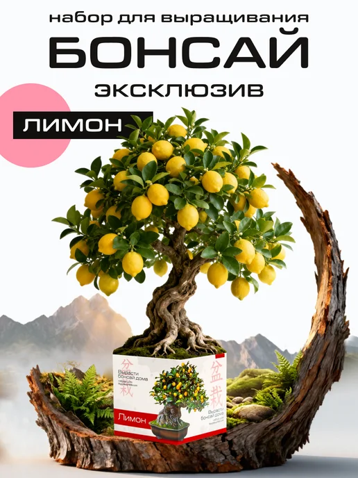 ЭкоКлуб Набор для выращивания растений бонсай Лимон, вариант