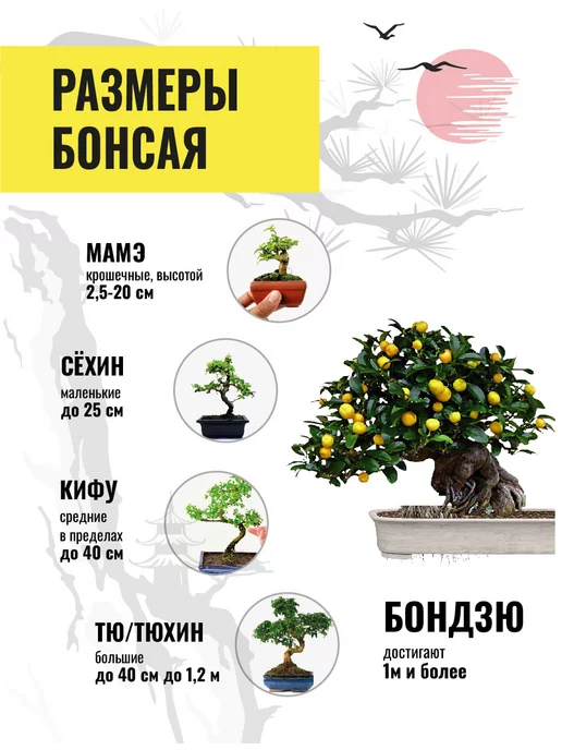 ЭкоКлуб Набор для выращивания растений бонсай Лимон, вариант, фото 4