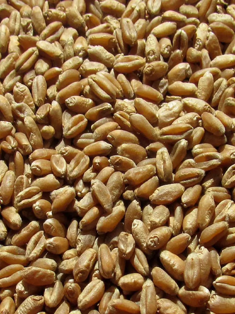 Питательные свойства воздушной пшеницы и рецепты блюд из злака