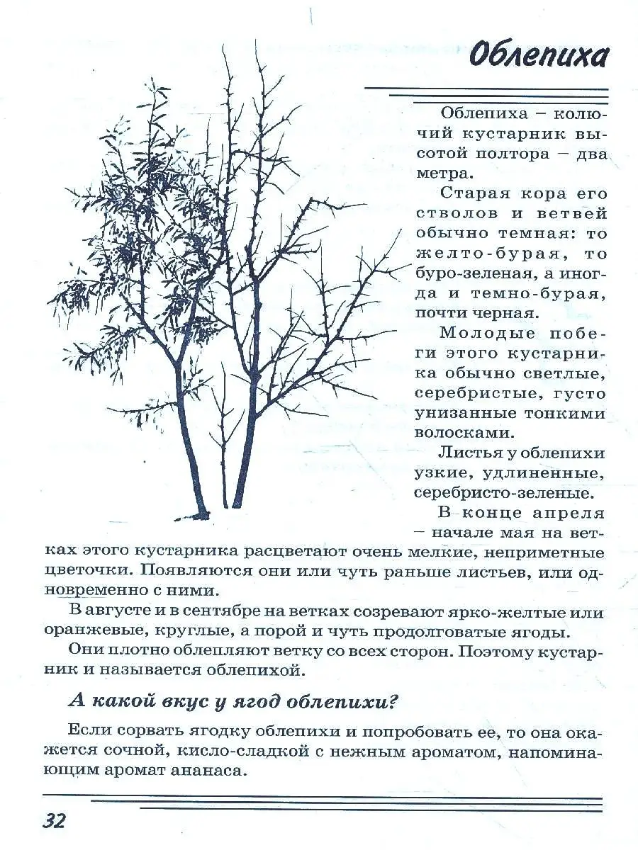 Кустарники. Какие они? Знакомство с окру ИЗДАТЕЛЬСТВО ГНОМ 13616179 купить  за 126 ₽ в интернет-магазине Wildberries