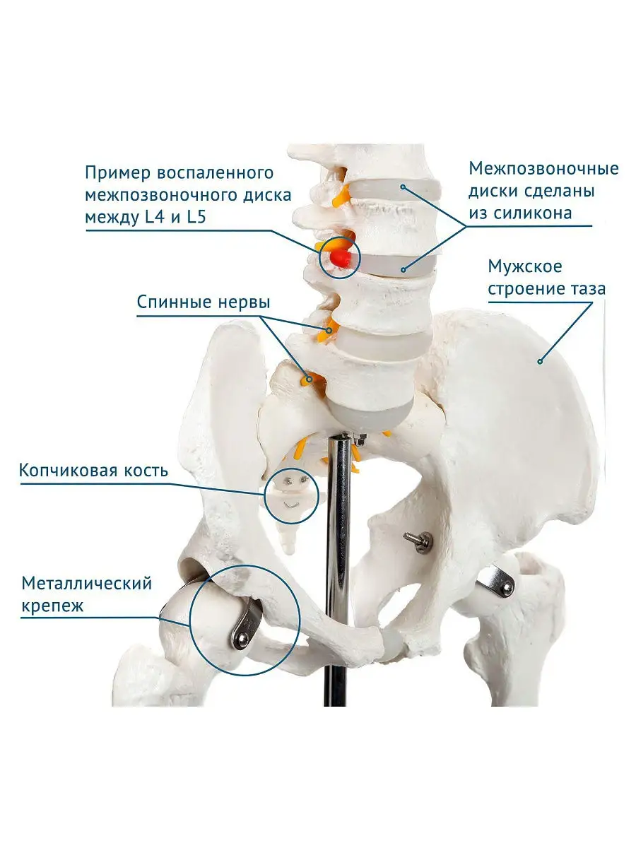 Скелет анатомический 180 см, на штативе, с плакатом Студия черепов Гудскулл  13995794 купить за 18 270 ₽ в интернет-магазине Wildberries