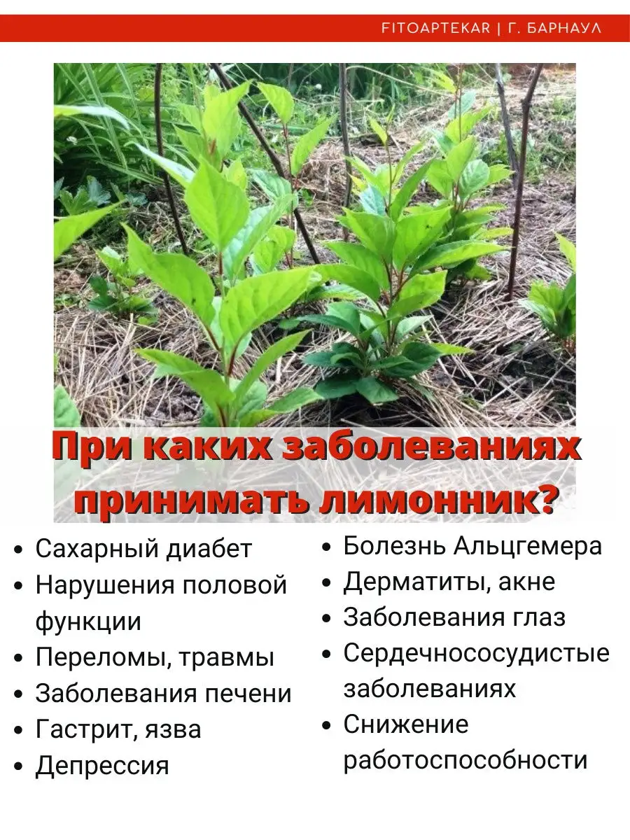 Лимонник, настойка 250 мл ФИТО-АПТЕКАРЬ 14049263 купить в интернет-магазине  Wildberries