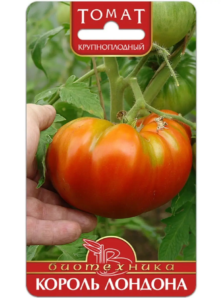 Семена томат король лондона. Томат король лондон описание сорта. Король лондона томаты отзывы. Томат король лондона алтай семена. Томат король лондона характеристика.