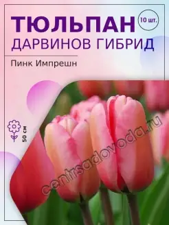 Тюльпан дарвинов гибрид Пинк Импрешн, 10 шт Агрохолдинг Поиск 14089175 купить за 710 ₽ в интернет-магазине Wildberries