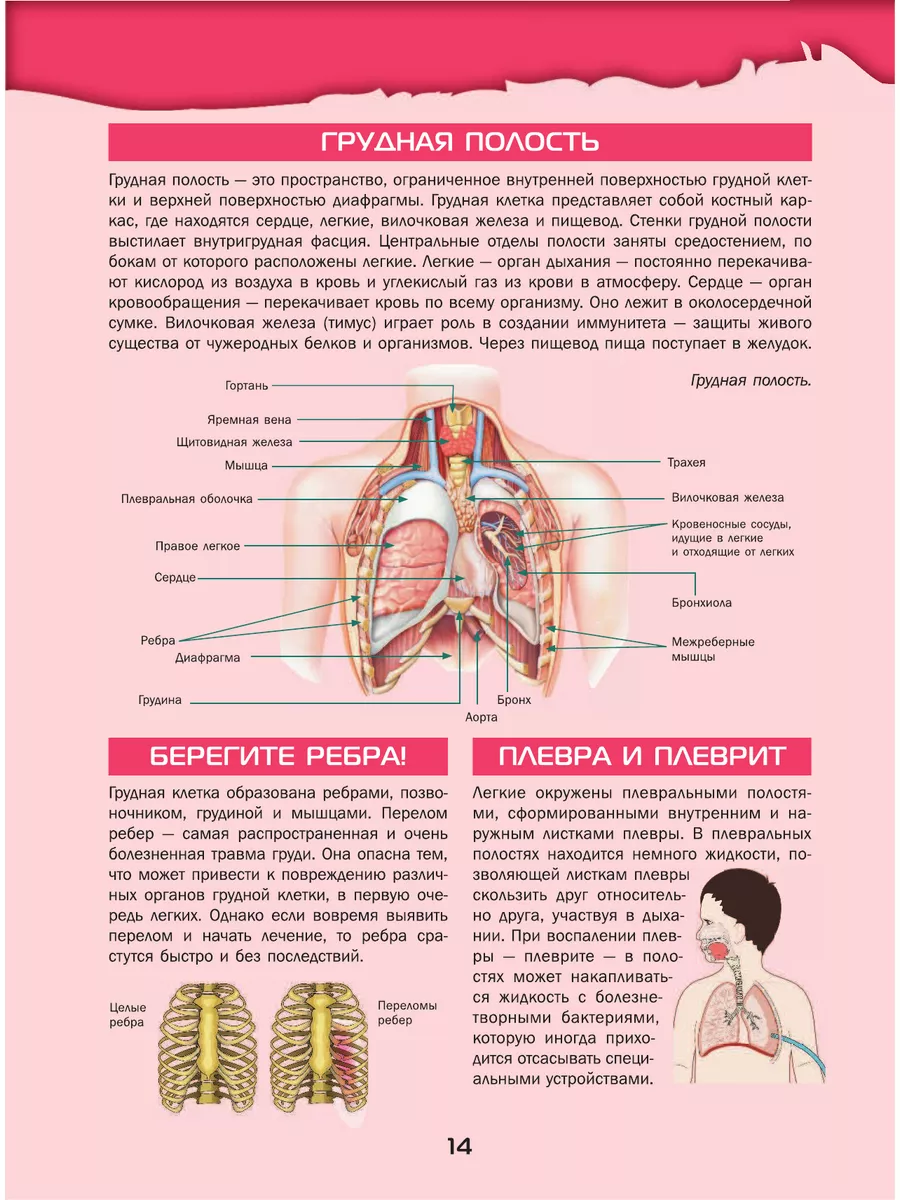 Большой 4D-атлас анатомии человека Издательство АСТ 14282542 купить в  интернет-магазине Wildberries