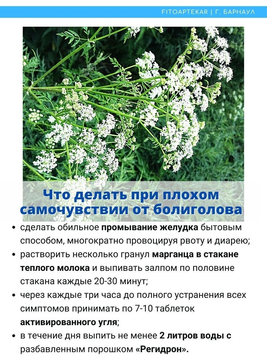 Болиголов, трава ФИТО-АПТЕКАРЬ 14345119 купить в интернет-магазине  Wildberries