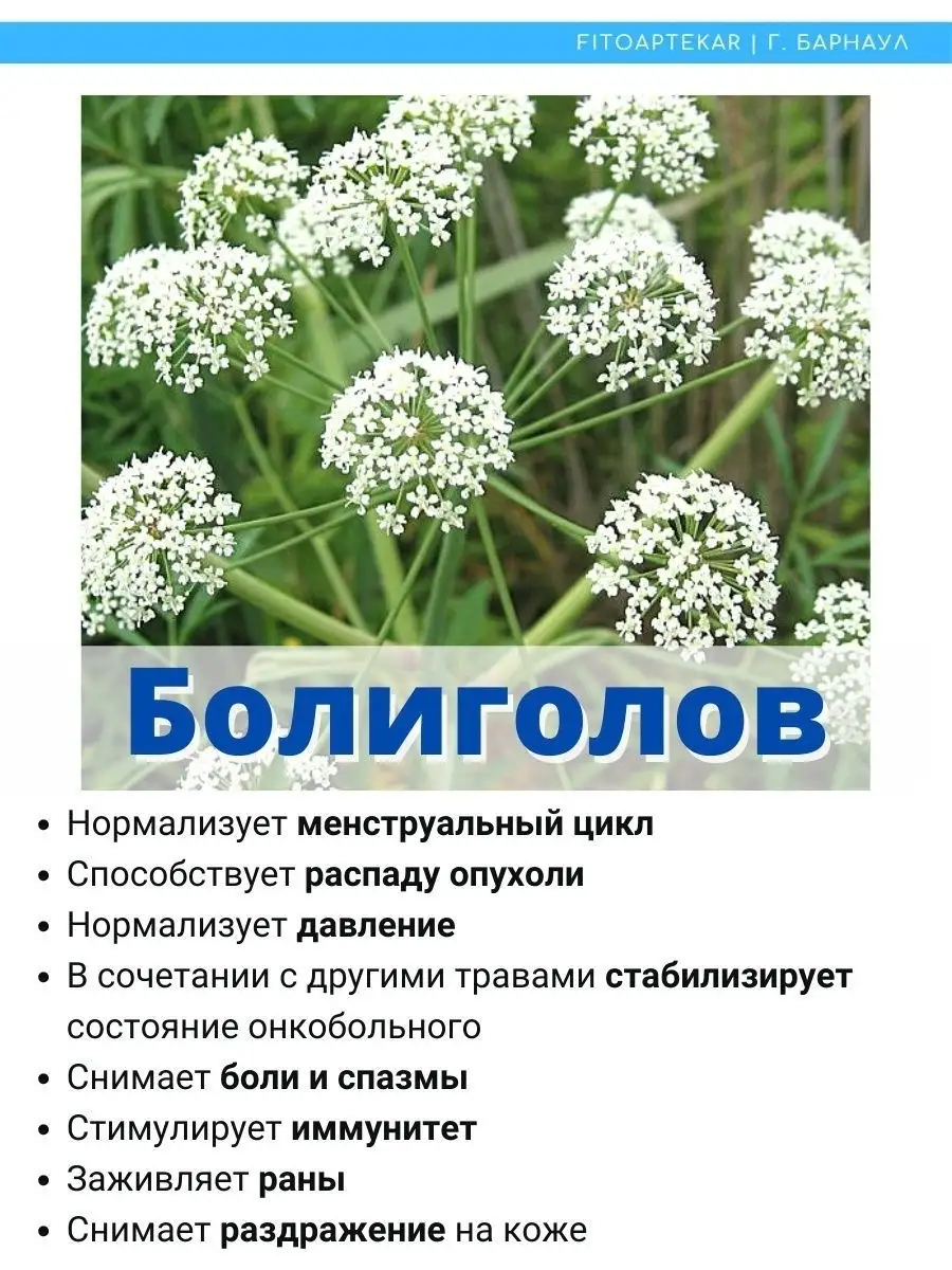 Болиголов. Полезные вещества в составе, способы применения, противопоказания