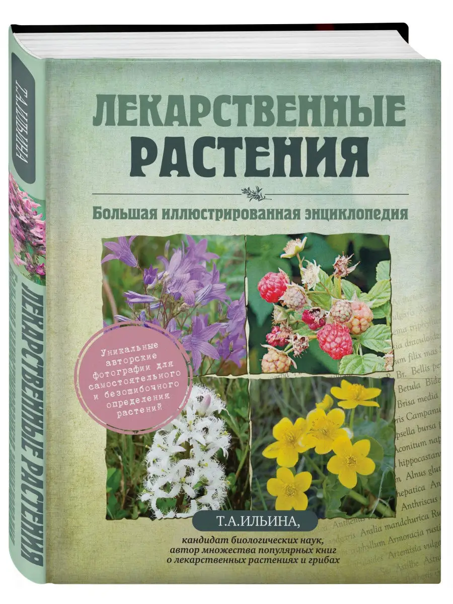 Лекарственные растения. Большая иллюстрированная Эксмо 2148823 купить за  854 ₽ в интернет-магазине Wildberries