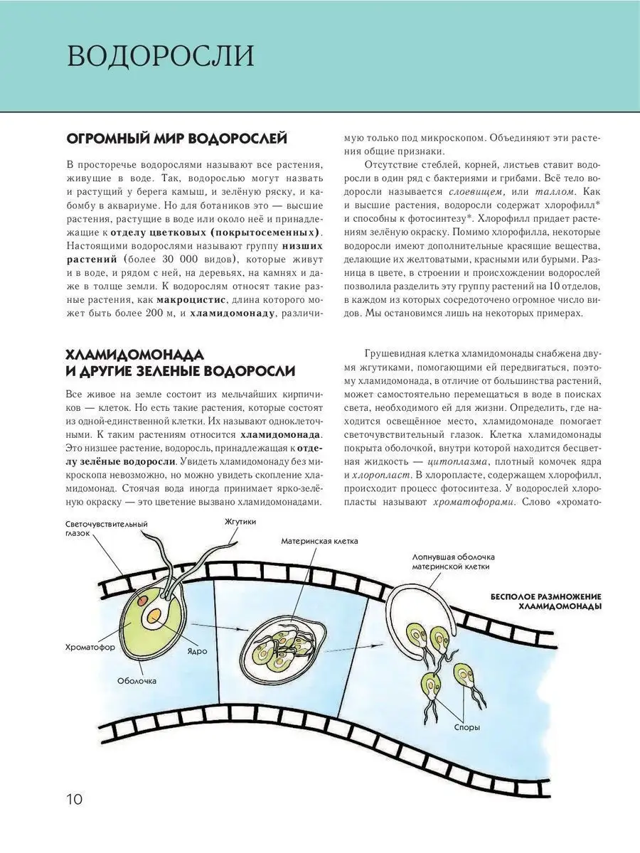 Растения. Полная энциклопедия Эксмо 3111980 купить за 1 005 ₽ в  интернет-магазине Wildberries