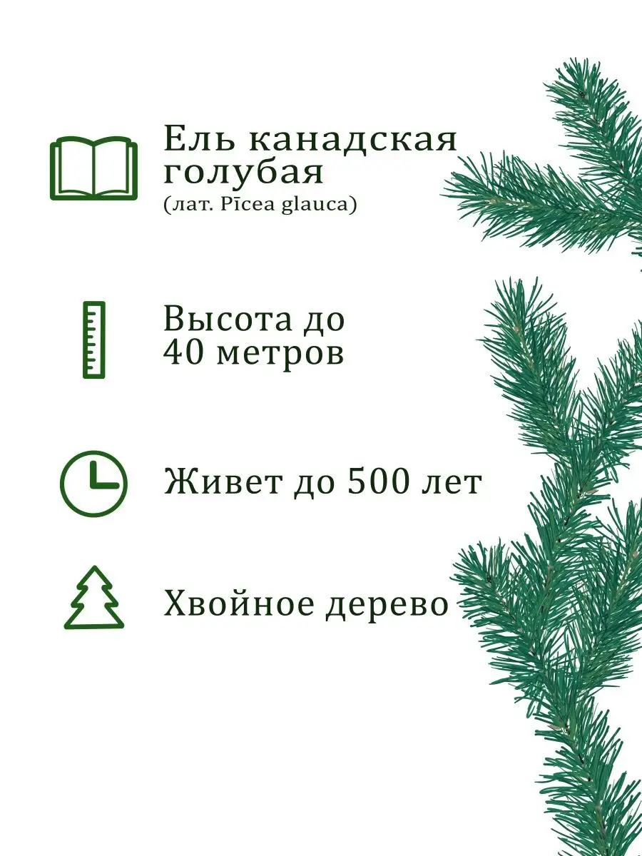 Набор для выращивания растений и цветов в горшке для дома Вырасти, Дерево!  3358806 купить за 360 ₽ в интернет-магазине Wildberries