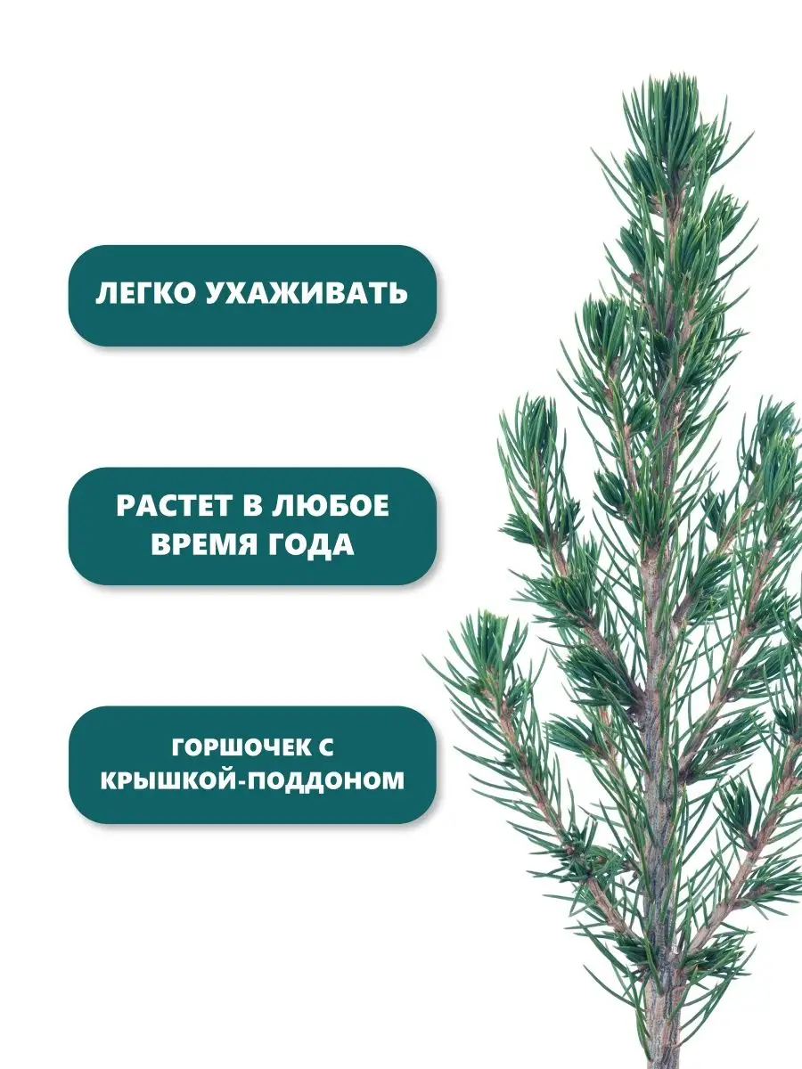 Набор для выращивания растений и цветов в горшке для дома Вырасти, Дерево!  3358806 купить за 360 ₽ в интернет-магазине Wildberries