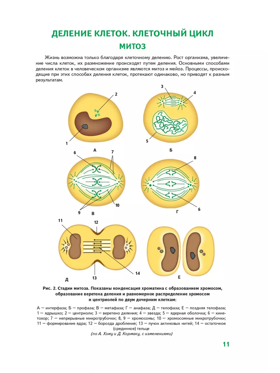 МЕДПРОФ / Анатомия человека: 2 издание Эксмо 3498929 купить за 527 ₽ в  интернет-магазине Wildberries