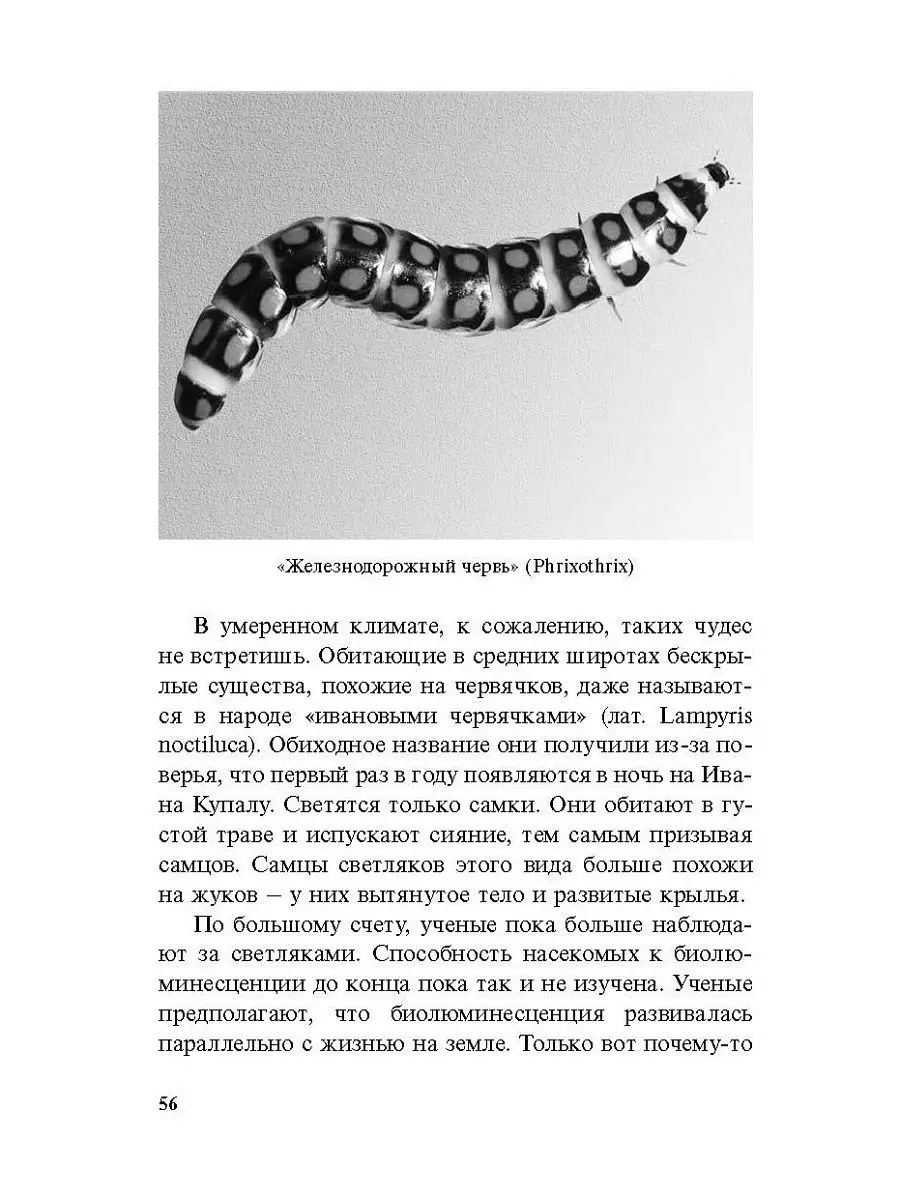 Удивительные насекомые Энас-Книга 3624013 купить в интернет-магазине  Wildberries