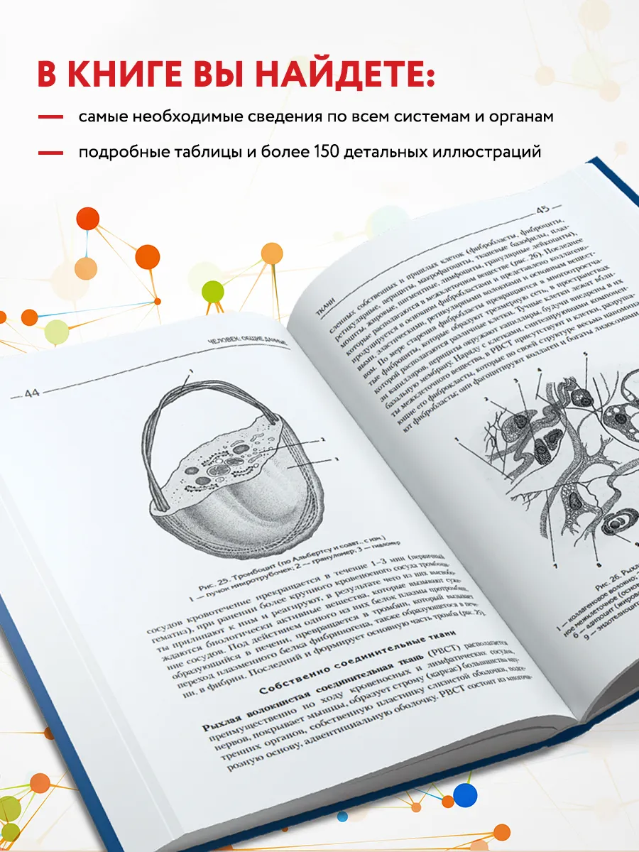 МЕДПРОФ / Атлас. Анатомия и физиология человека Эксмо 4227778 купить за 546  ₽ в интернет-магазине Wildberries