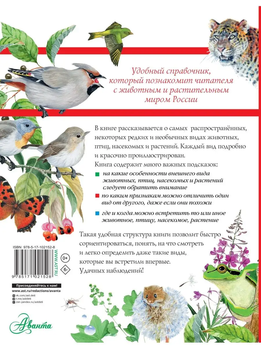 Большой определитель птиц, зверей, Издательство АСТ 4895180 купить за 1 085  ₽ в интернет-магазине Wildberries