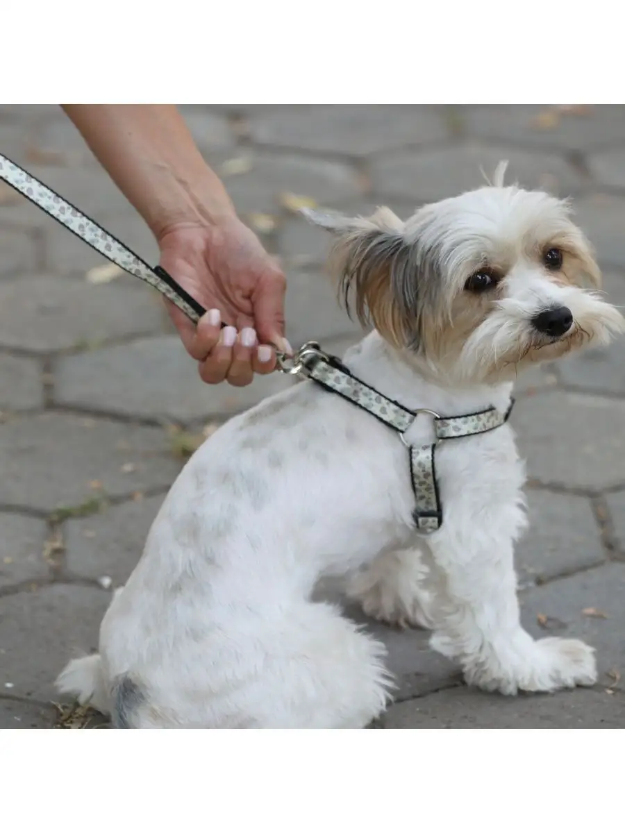 Поводок для собак своими руками: самостоятельно создаем необходимый инвентарь